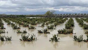 Yağışlar tarım arazilerini vurdu