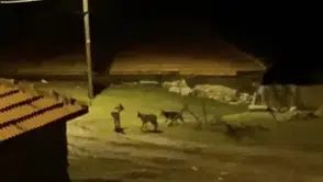 Köye inen kurt sürüsü kamerada