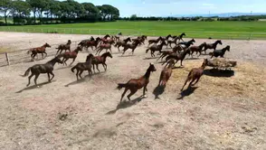 Yarış atı belediyenin aşevinde nasıl kavurma oldu: Belediyeden ilginç açıklama