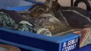 Aç kalan anne su samuru ve yavruları Gemlik’te tekneye sığındı