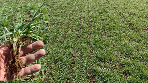 Konyalı çiftçiler bayramı tarlada karşılayacak: Gözler, kulaklar orada