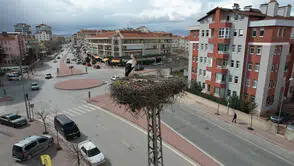 Leylekler Konya'daki evlerine geri döndü: Merkeze renk katıyor