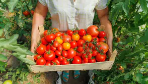 40 liralık domatesi yüzde 400 kârla sattılar: Kesilen ceza dudak uçuklatacak cinsten