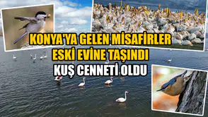 Konya'ya gelen misafirler eski evine taşındı: Kuş cenneti oldu
