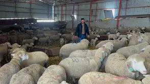 Konyalı üreticiler en çok bu koyun türünü tercih ediyor