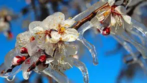 Çiftçilere uyarı geldi: Zirai don tarihi belli oldu