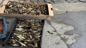 İsteyen yemek, isteyen turşu, isteyen de sakız yapıyor: Kilosu keseye uygun