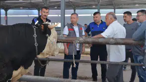 Kurbanlık satışları ne zaman başlayacak: Pazarlar için takvim belli oldu