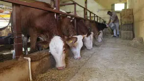 Yem fiyatlarında artış olacak mı: Binlerce besiciyi ilgilendiriyor