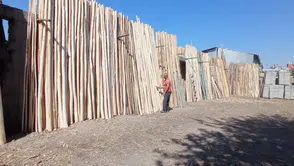 Kavakcılık yeniden kalkınma aracı olur mu: Kavak ağaçları gündemde