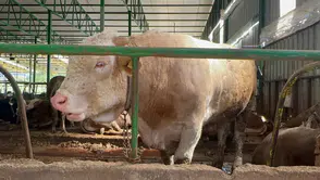 Tonluk boğa alıcısına gitti: Fiyatı dudak uçuklattı