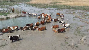 Konya'da zıpkınla balık avlanan ihtişamlı göl 8 yıl sonra su tuttu