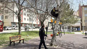 Topu almak için ağaca çıktı: İnemeyince itfaiye devreye girdi