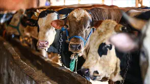 Kapınıza kadar kurban eti getiriyoruz oyununa dikkat: Uzmanlar uyardı