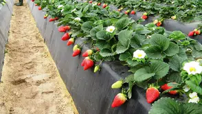 Konyalı üreticiye çilek desteği: Albion cinsi yetişecek