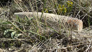 Başkentin ortasında: Mantar ararken patlamamış top mermisi buldu
