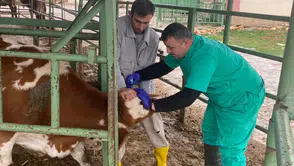 Konya'da bayram öncesi tek konu sağlık: Hayvanlar kontrol ediliyor