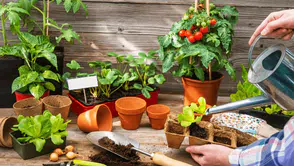 Balkonlar bostan olacak: 42 bin Konyalı operasyona katıldı