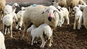 Kuzu etine iklim zammı: Altın değerine yükseldi