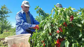 Tarladan 7 liraya çıktı, rafta 200 lira oldu: Bakanlıktan yeni ifşa