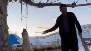 Köpeği zincirle ağaca asarak öldürmüştü: O şahıs gözaltına alındı