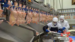 Vatandaş tavuk eti de yiyemiyor: Şubat ayında tavuk eti üretimi düştü