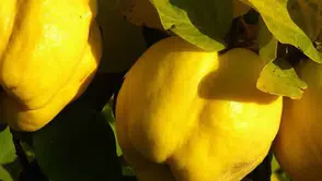 Savaş halindeki İran'dan 30 liraya alınan ayva Türkiye'de 225 liradan satılıyor