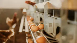 Yumurtaya zam: Son bir aydır ciddi düşüşteydi