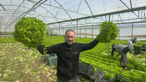 Geçen yıl tarlada 5 liraydı bu yıl  sofrada 80 lira: Çiftçinin kıvırcık marul bayramı