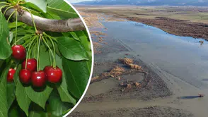 Konya'nın hikayesi ile bilinen gölü yeniden doğuyor: Kiraza umut oldu