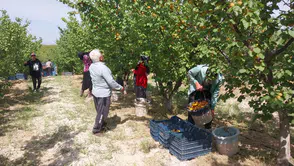 Turfanda kayısı hasadı başladı: Beklentiler yüksek