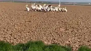 Pelikanlar Konya'da mola verdi! Göç yolculuğu sürüyor