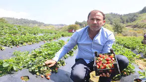Çilek hasadı başladı: Tarladaki fiyatı şaşırtıyor