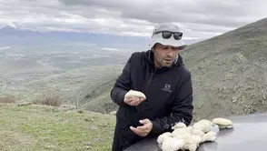 2 bin rakımda yetişiyor: Bu mantar altın değerinde
