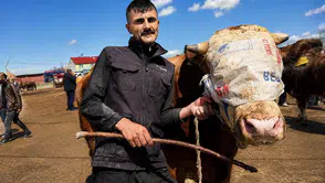 Stresli hayvan kurban edilebilir mi: Uzmanından kurban bakım ve seçimi