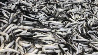 Konya’da hamsi 59 liraya düştü. Kapış kapış gidiyor