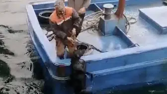 İskelede denize düştü: Sürüklenen köpeğin yardımına balıkçılar yetişti