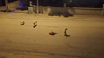 Okullar açılıyor, başıboş köpekler tedirgin ediyor