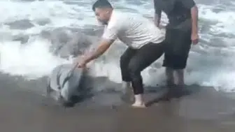 Sahile vuran yunusu denize böyle taşıdılar