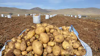 Konya'daki tren garında tonlarca patates ücretsiz dağıtılacak