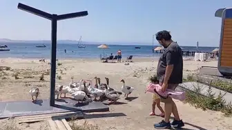 Şartlı tahliye edilen kazlar herkesin ilgi odağı oldu