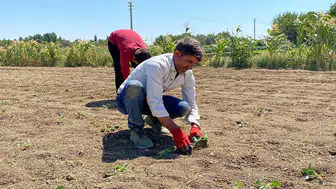 Konya'nın komşu ilinde artık kuyudan da su çıkmıyor