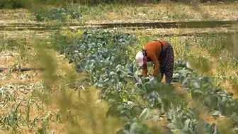 Konyalı çiftçiler tedirgin: Milyonlarca dekar ekilmeyen alan kiraya verilecek