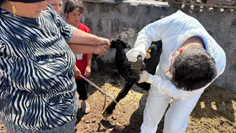 Konya'da şap alarmı: Her yerde aşılama yapılıyor, karantina gündemde