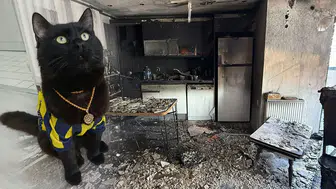 Kara kedi Raşo korkunç bir böyle faciayı önledi