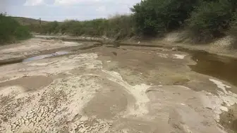Suda timsah var zannetti. Sakarya Nehri'nden dev balık çıktı
