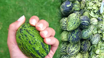 Konyalılar bu ürünün turşusunu çok seviyor. Hırtlakta hasat başladı