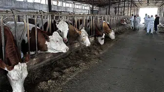 Hayvan pazarları 24 şehirde açıldı: Konya listenin dışında kaldı