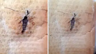 Ekmeğin içinden çıkan "Bu kadar da olmaz" dedirtti