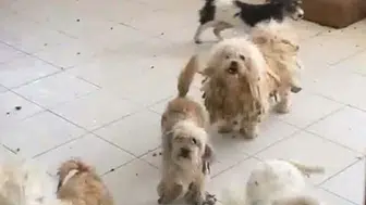 Aynı evde 20 köpek: Dudakları uçuklatacak ceza kesildi
